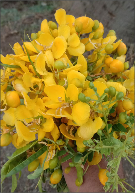 Sulochana Free Sex Video - Frontiers | Ethnopharmacological, Phytochemical, Pharmacological, and  Toxicological Review on Senna auriculata (L.) Roxb.: A Special Insight to  Antidiabetic Property