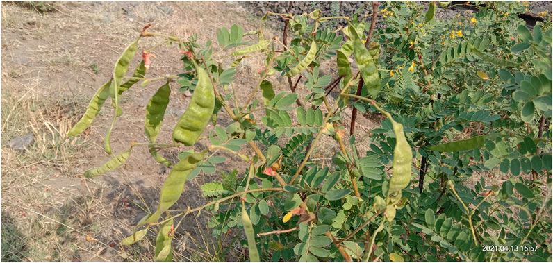 796px x 379px - Frontiers | Ethnopharmacological, Phytochemical, Pharmacological, and  Toxicological Review on Senna auriculata (L.) Roxb.: A Special Insight to  Antidiabetic Property