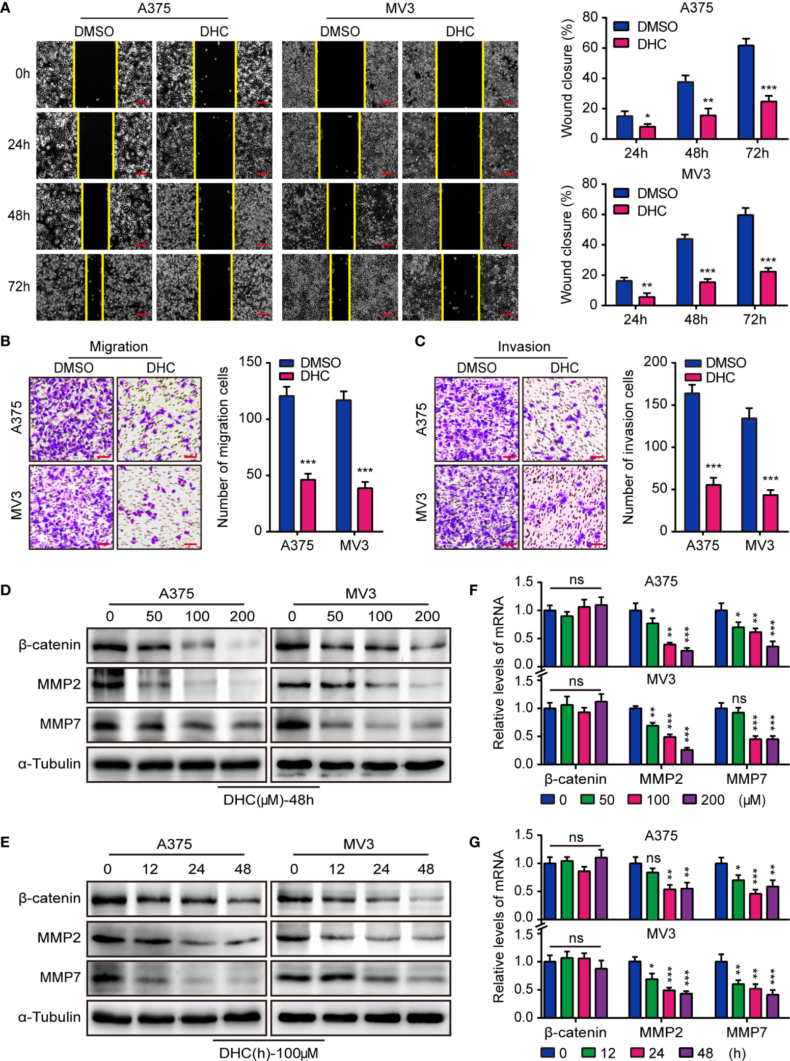 Frontiers Dihydrocapsaicin Inhibits Cell Proliferation And Metastasis In Melanoma Via Down Regulating B Catenin Pathway Oncology