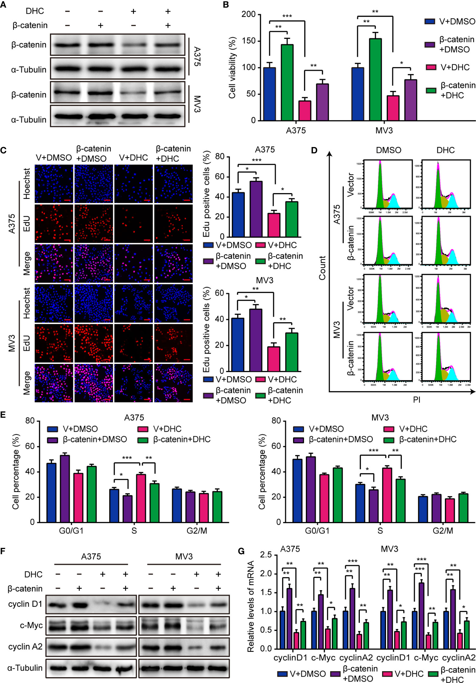 Frontiers Dihydrocapsaicin Inhibits Cell Proliferation And Metastasis In Melanoma Via Down Regulating B Catenin Pathway Oncology