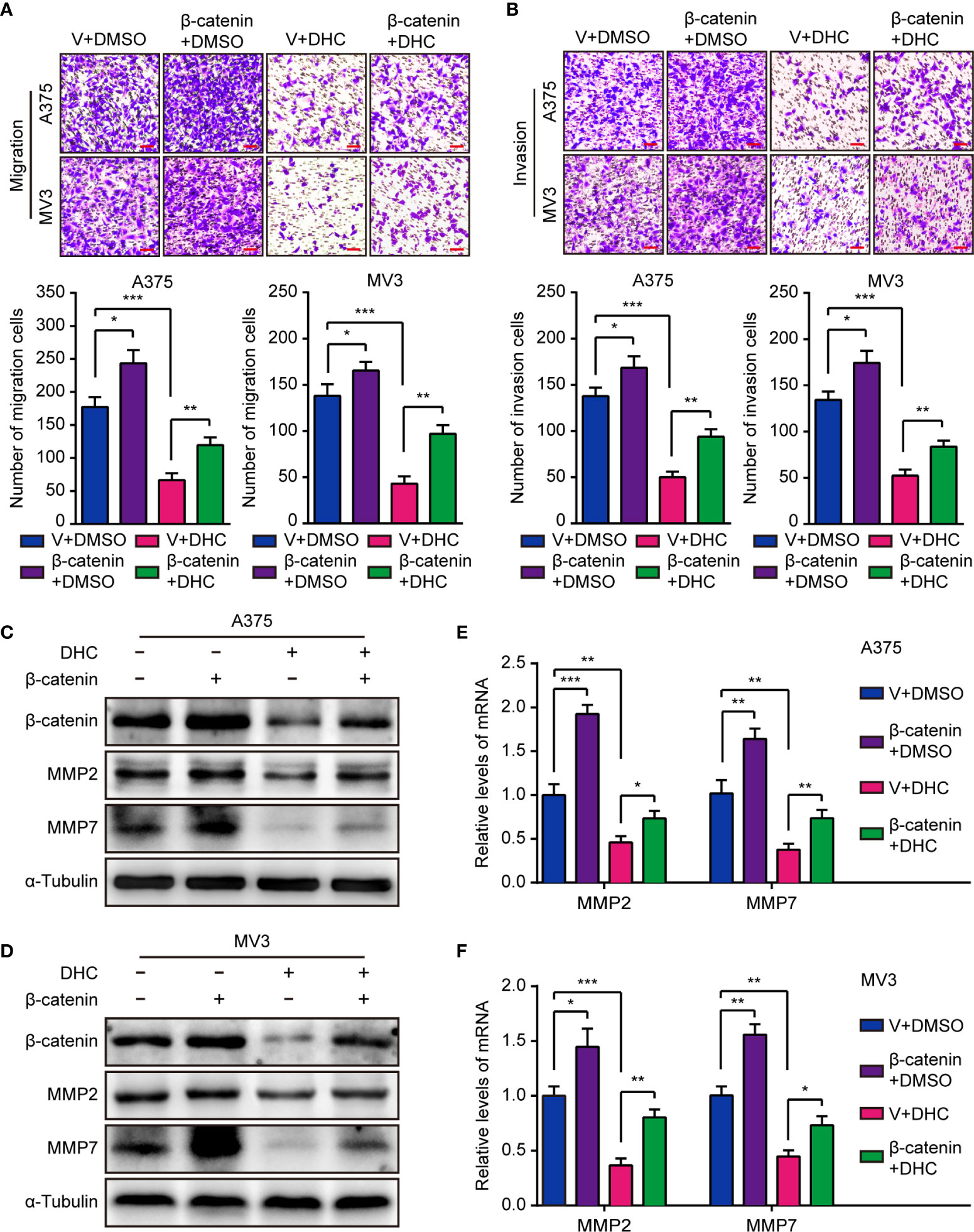 Frontiers Dihydrocapsaicin Inhibits Cell Proliferation And Metastasis In Melanoma Via Down Regulating B Catenin Pathway Oncology