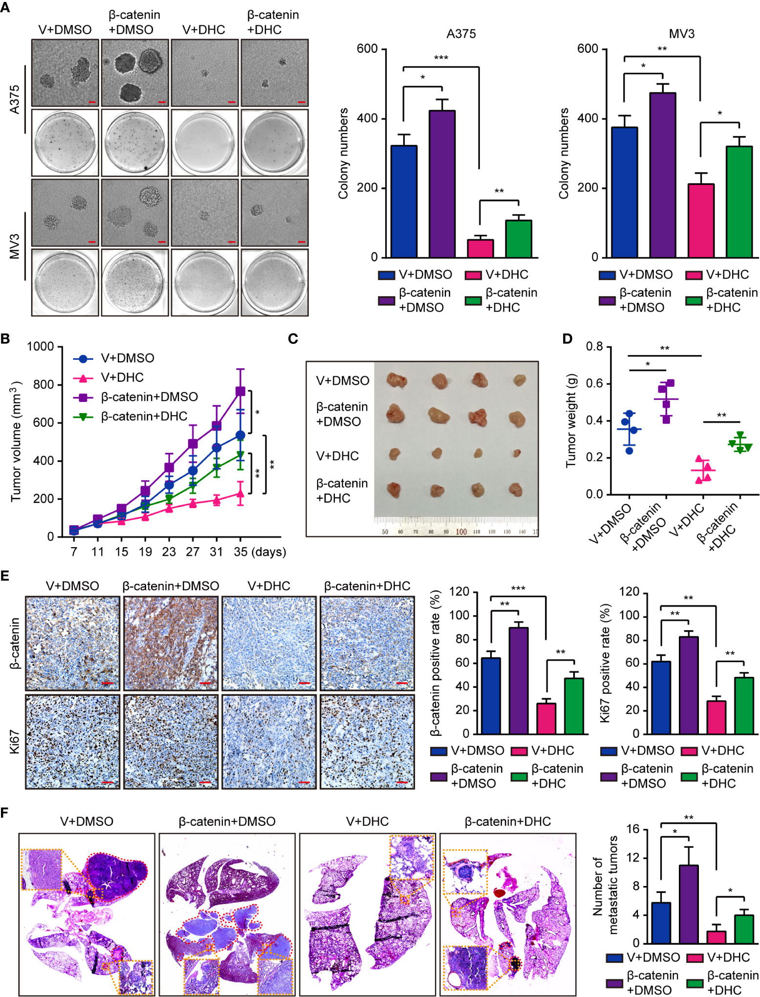 Frontiers Dihydrocapsaicin Inhibits Cell Proliferation And Metastasis In Melanoma Via Down Regulating B Catenin Pathway Oncology