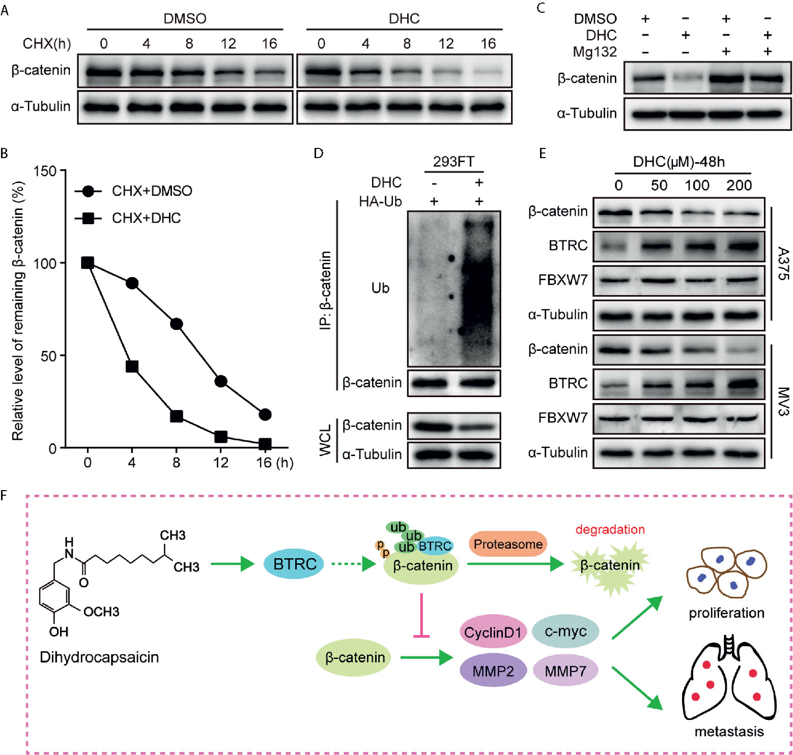 Frontiers Dihydrocapsaicin Inhibits Cell Proliferation And Metastasis In Melanoma Via Down Regulating B Catenin Pathway Oncology