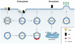 Frontiers | Rab GTPases: Central Coordinators Of Membrane Trafficking ...