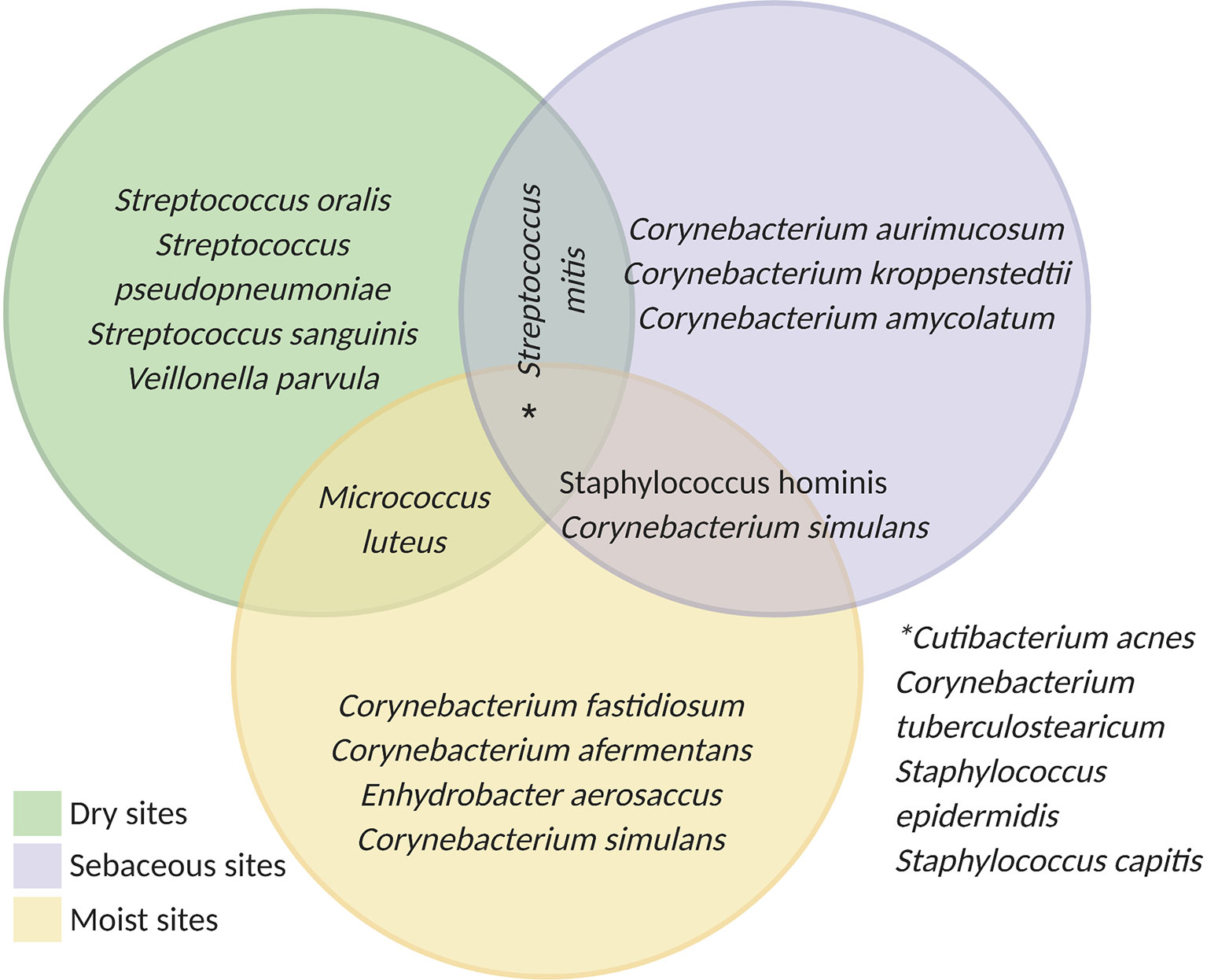 Differences Between Staphylococcus and Streptococcus - Microbiology Info.com