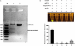 Frontiers | Rapid And Accurate Campylobacter Jejuni Detection With ...