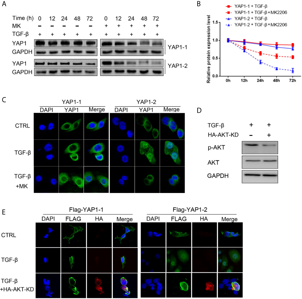 Frontiers | Yap1-2 Isoform Is The Primary Mediator In TGF-β1 Induced ...