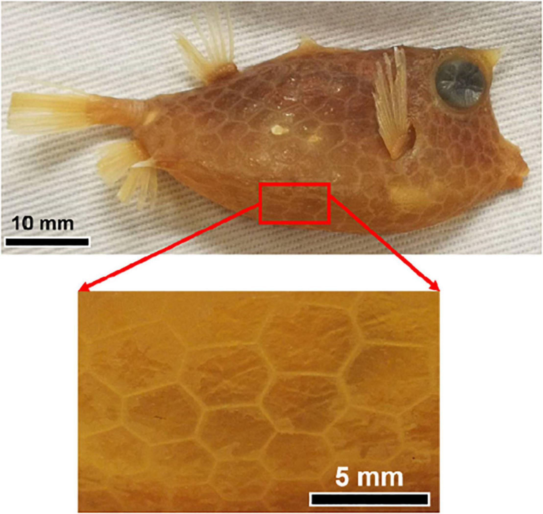 Dry fish scale skin, biomee™