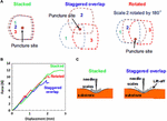 Frontiers | Fish Scales And Their Biomimetic Applications | Materials