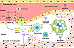 Frontiers | Regulation of Endothelial and Vascular Functions by Carbon ...