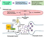 Frontiers | Regulation of Endothelial and Vascular Functions by Carbon ...