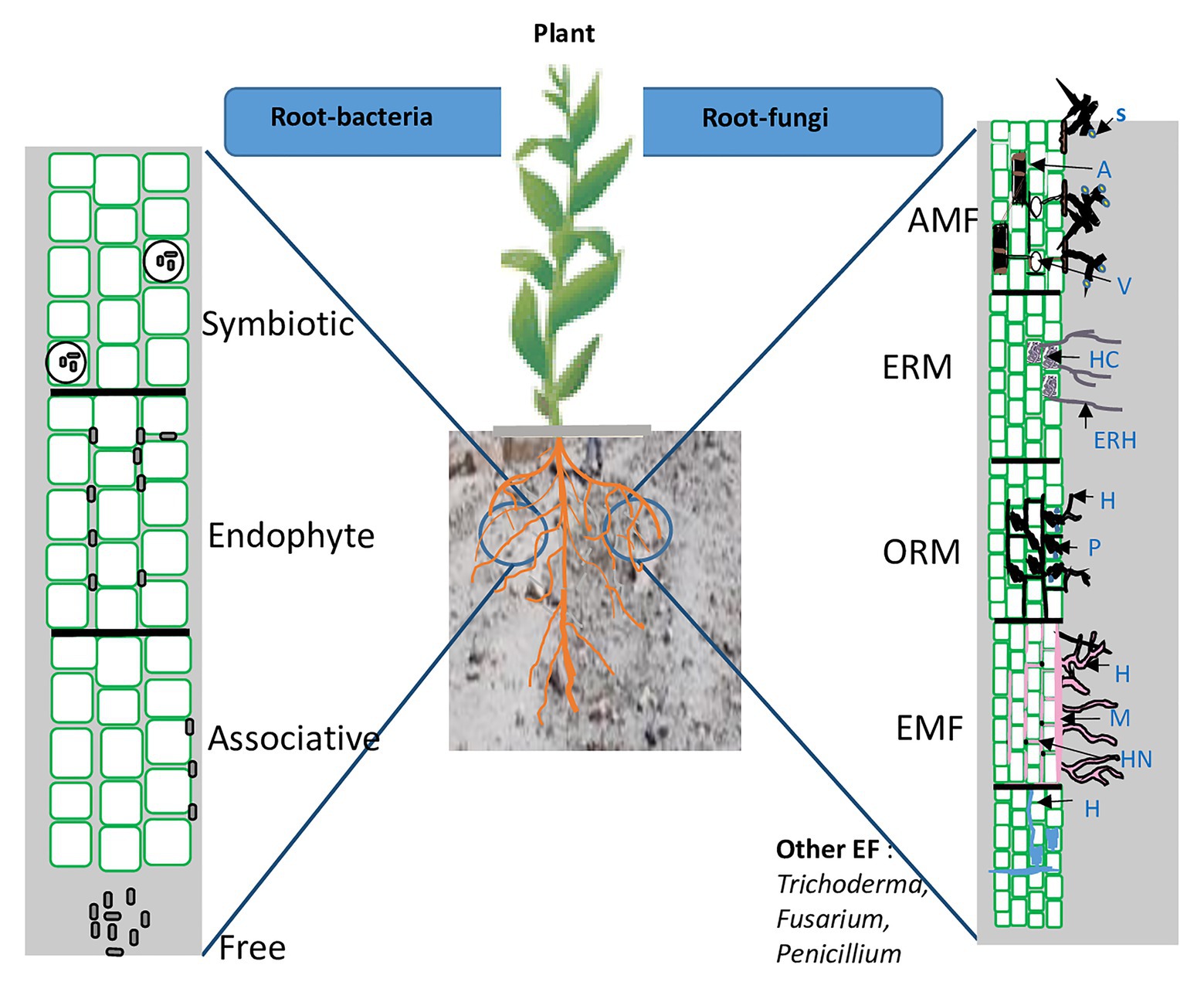 Frontiers Potential Role And Utilization Of Plant Growth Promoting Microbes In Plant Tissue 2201