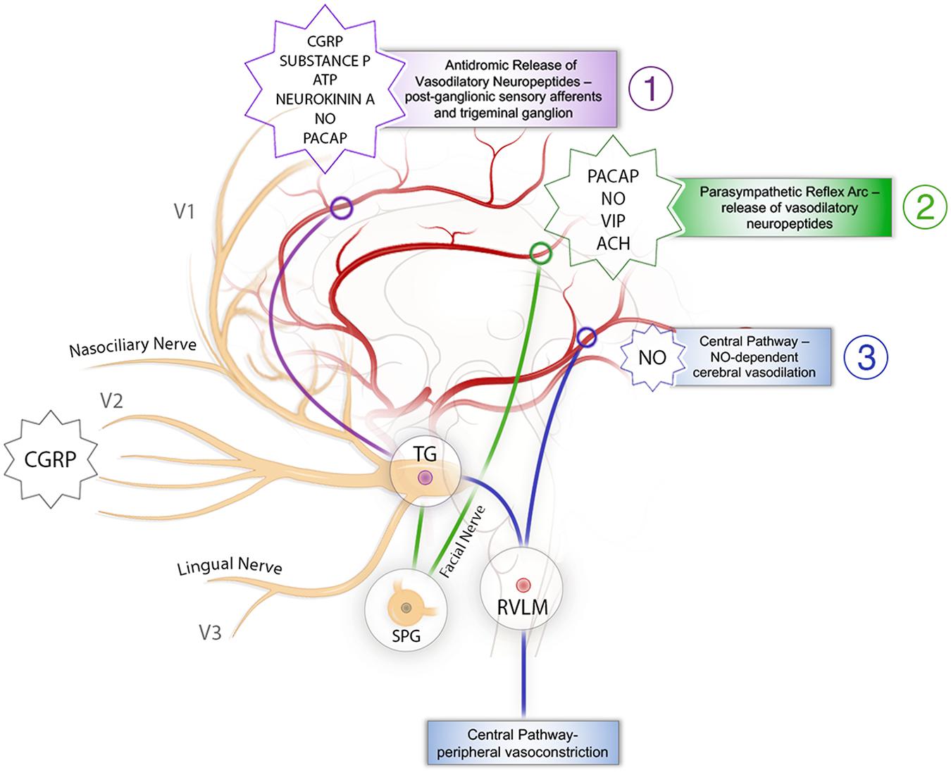 Mandibular Nerve v3: motor and sensory branches Diagram