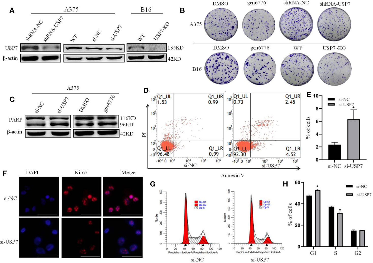 Frontiers | Proteome Analysis of USP7 Substrates Revealed Its Role in ...