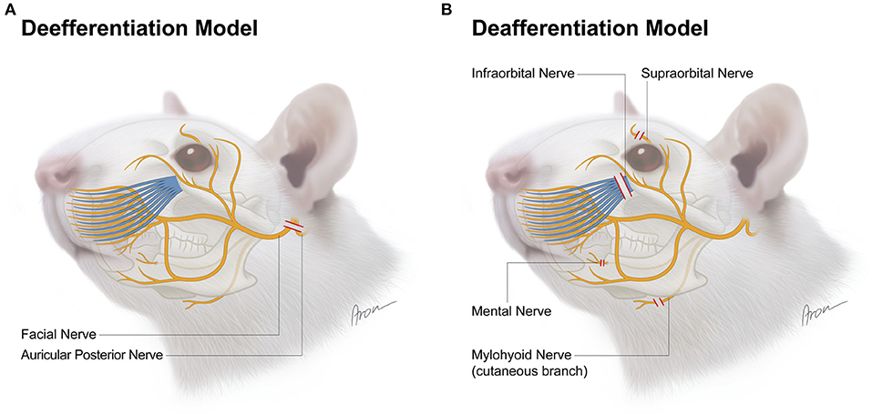 Mandibular Nerve Anatomy 3D, mandibular nerve branches anatomy