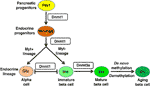 Frontiers | DNA Methylation Patterning And The Regulation Of Beta Cell ...