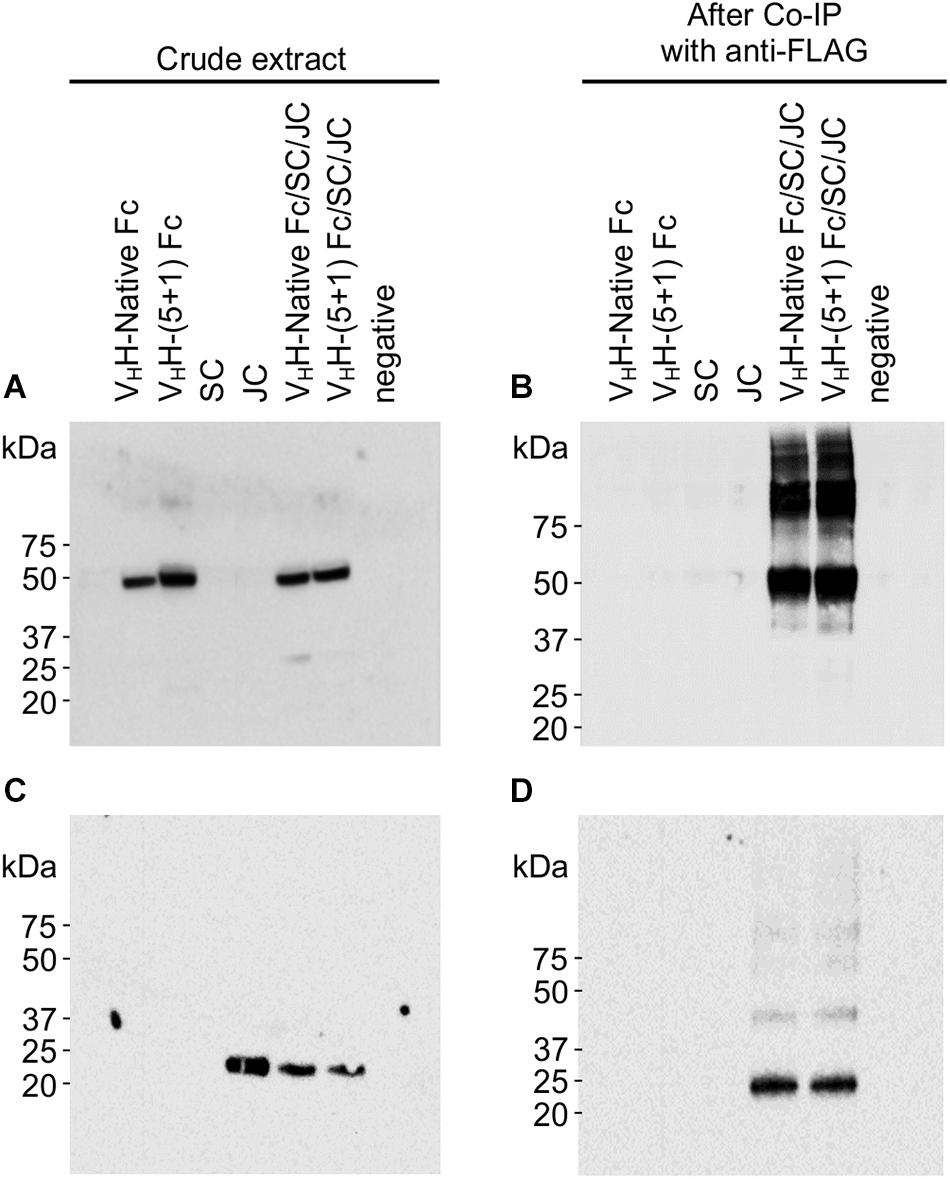 Frontiers  A Rationally Designed Bovine IgA Fc Scaffold Enhances in planta  Accumulation of a VHH-Fc Fusion Without Compromising Binding to  Enterohemorrhagic E. coli