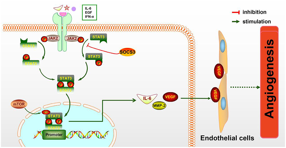 Suppressive Role of Endogenous Endothelial Monocyte Chemoattractant  Protein–1 on Monocyte Transendothelial Migration In Vitro