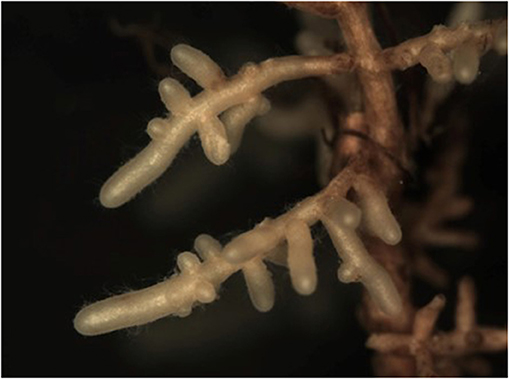 图1——真菌菌乳菇属camphoratus,形成白鞘在一棵橡树的根源(照片来源:劳拉Martinez-Suz)。