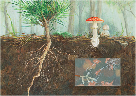 图2——著名的有毒真菌叫做飞伞菌(陈放)可以形成菌根与几种类型的树木,包括松树,如下所示(图片来源:安吉拉Mele)。