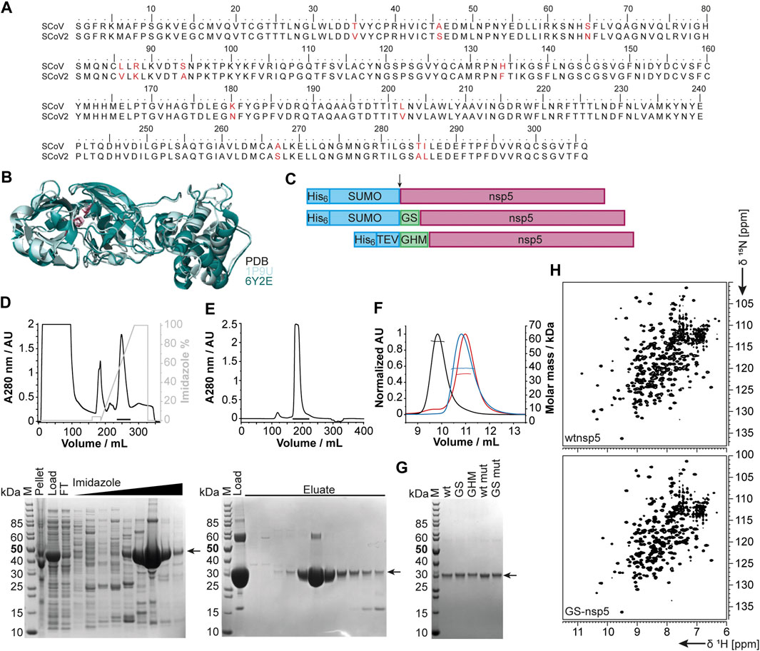 Frontiers  A Bioinformatics Approach to Investigate Structural and  Non-Structural Proteins in Human Coronaviruses
