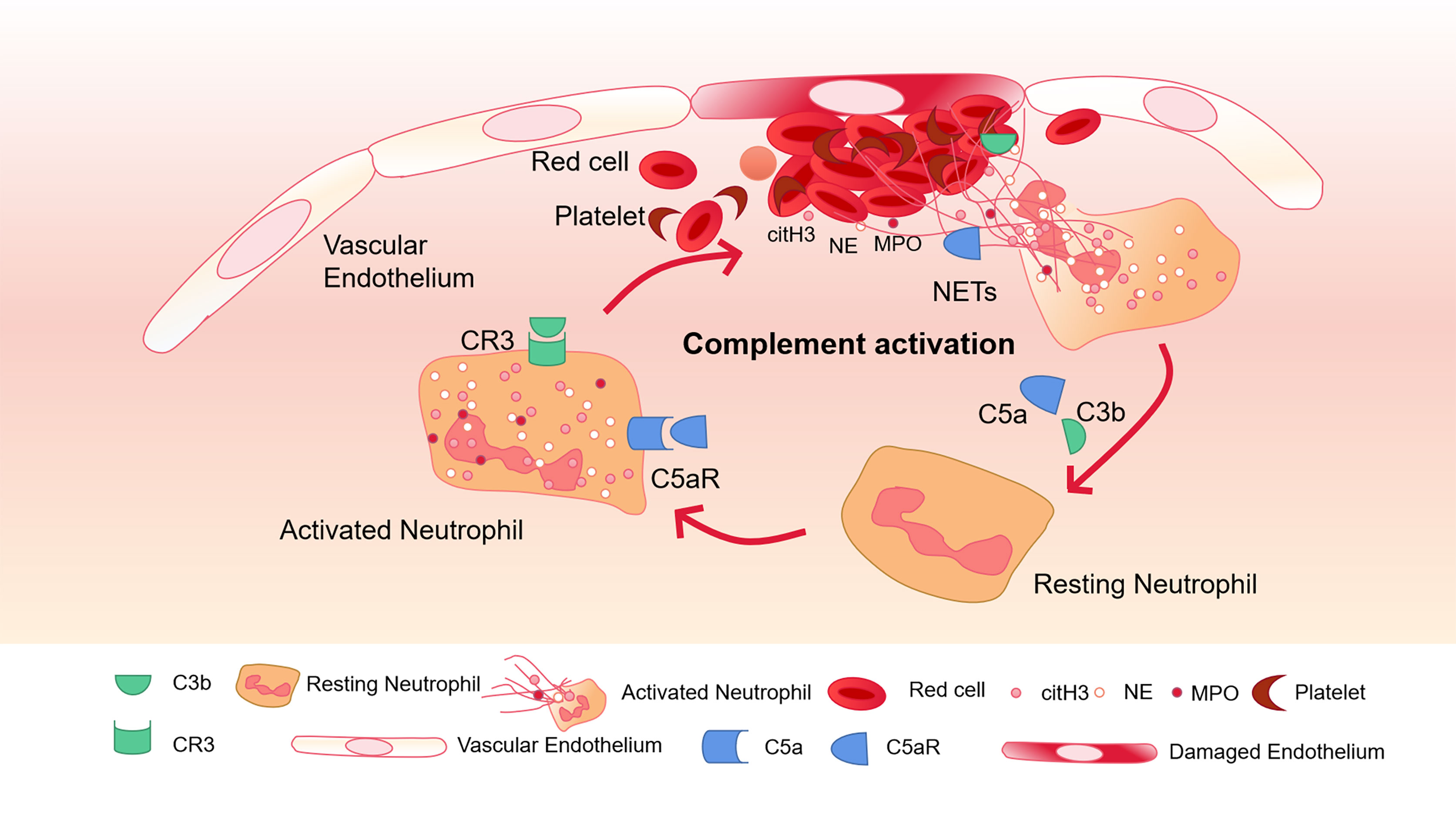 Staphylococcus aureus and Neutrophil Extracellular Traps: The Master  Manipulator Meets Its Match in Immunothrombosis
