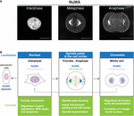 Frontiers | The Nuclear Mitotic Apparatus (NuMA) Protein: A Key Player ...