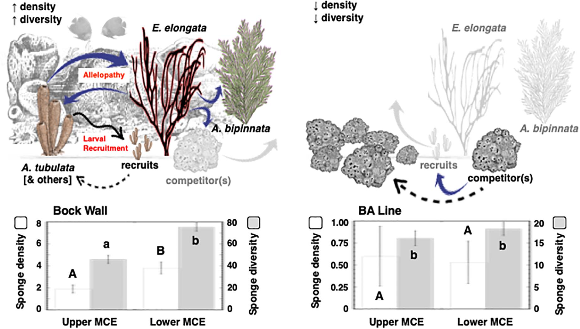 Frontiers Gorgonians Are Foundation Species On Sponge Dominated Mesophotic Coral Reefs In The Caribbean Marine Science