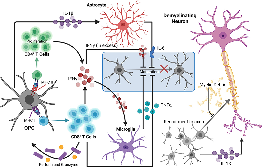 Frontiers  Connecting Neuroinflammation and Neurodegeneration in Multiple  Sclerosis: Are Oligodendrocyte Precursor Cells a Nexus of Disease?