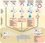 Frontiers | Novel Vaccine Technologies in Veterinary Medicine: A Herald