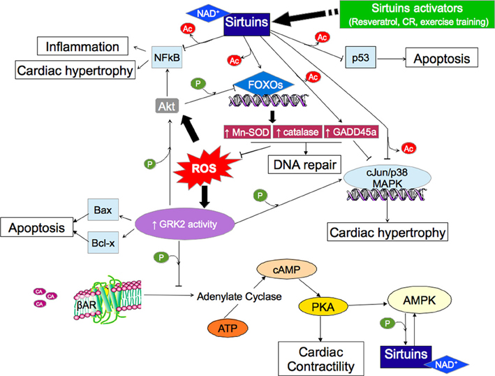 oxidative adrenergic signaling sirtuins grk2 cellular