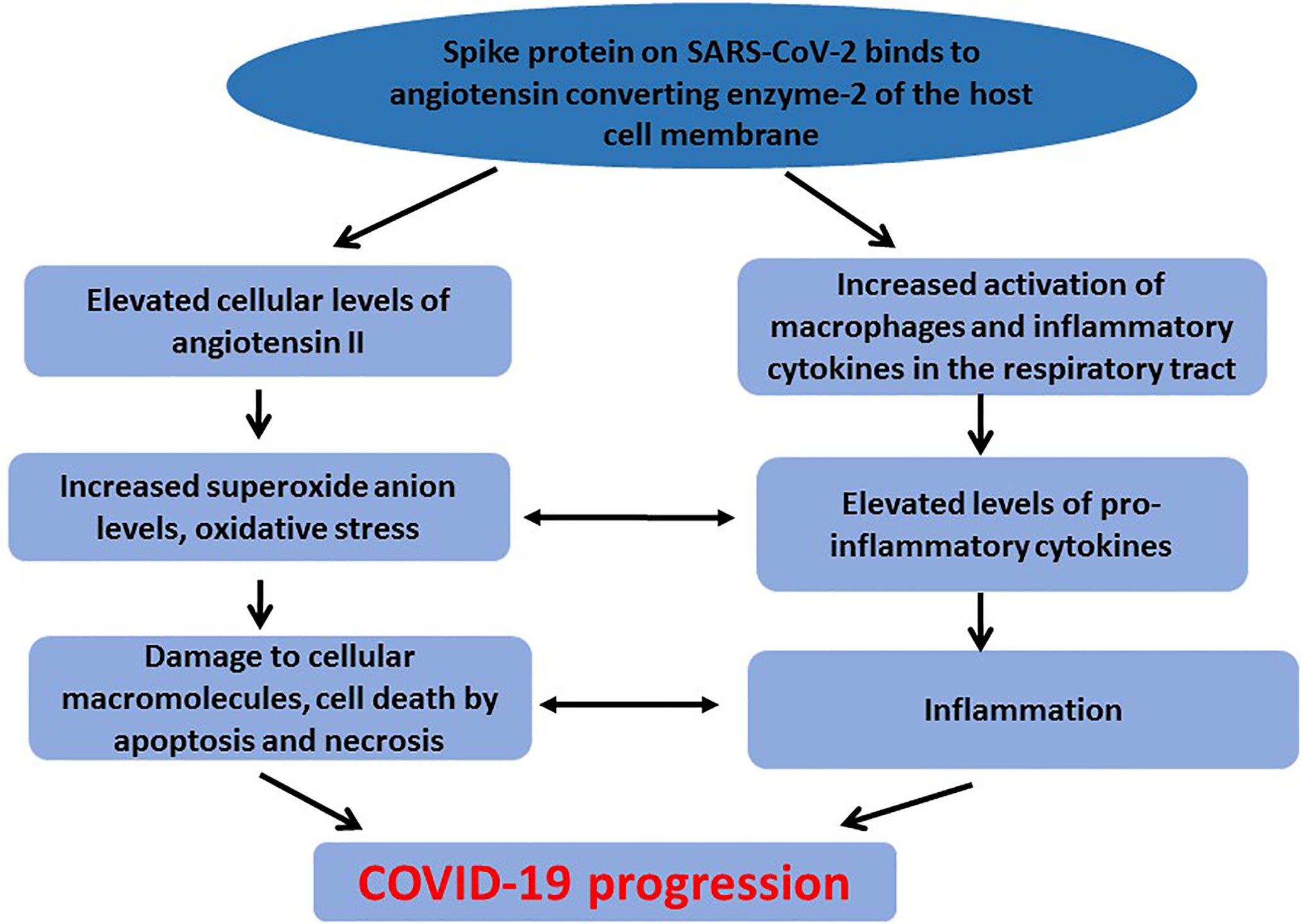  Free Radicals Oxidative Stress And Antioxidants Pathological 