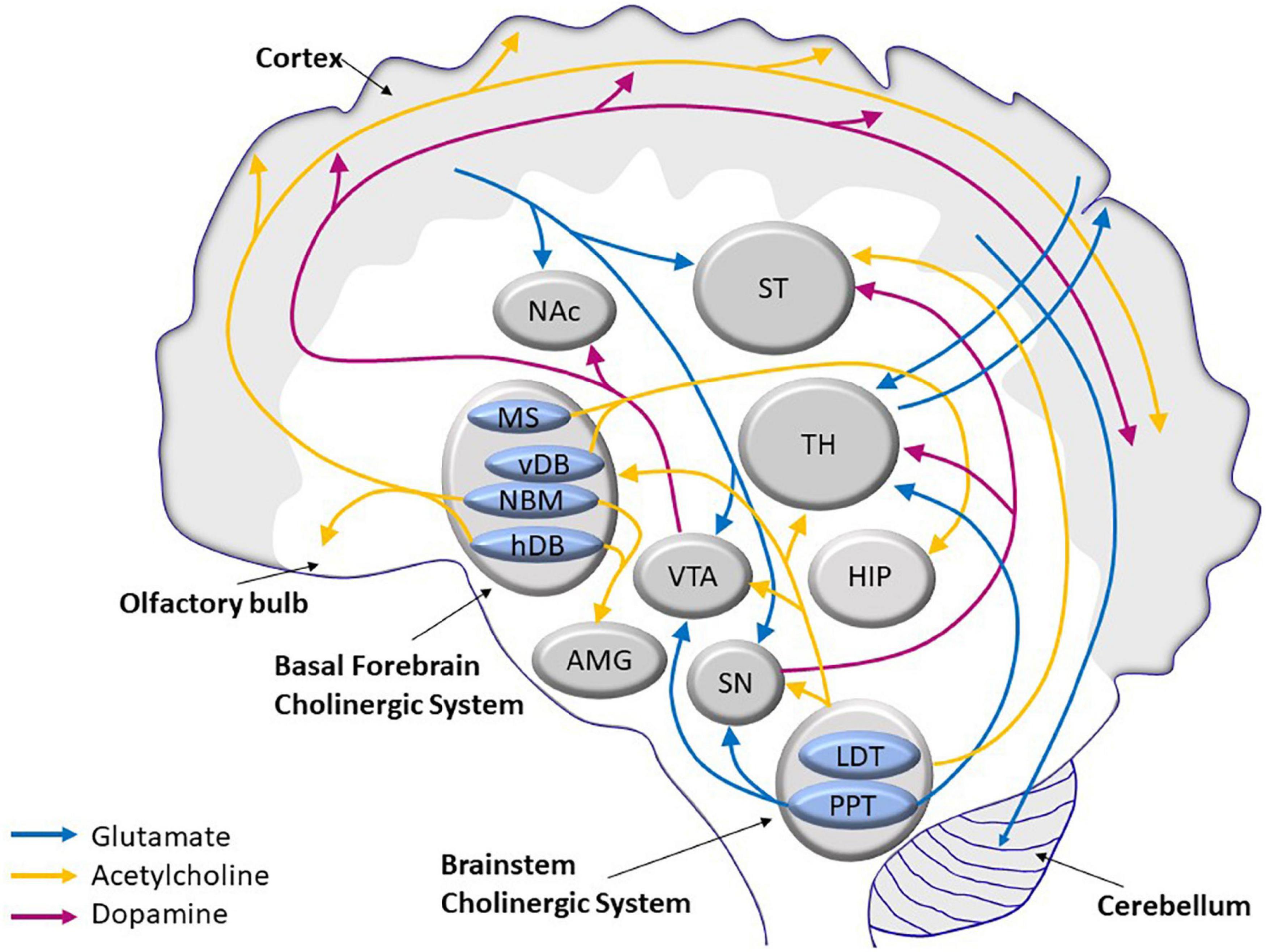 Basal forebrain subcortical projections