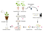 Frontiers | Exploring Biocontrol Agents From Microbial Keystone Taxa ...