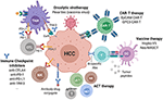 Frontiers | Hepatocellular Carcinoma Immune Landscape and the Potential ...