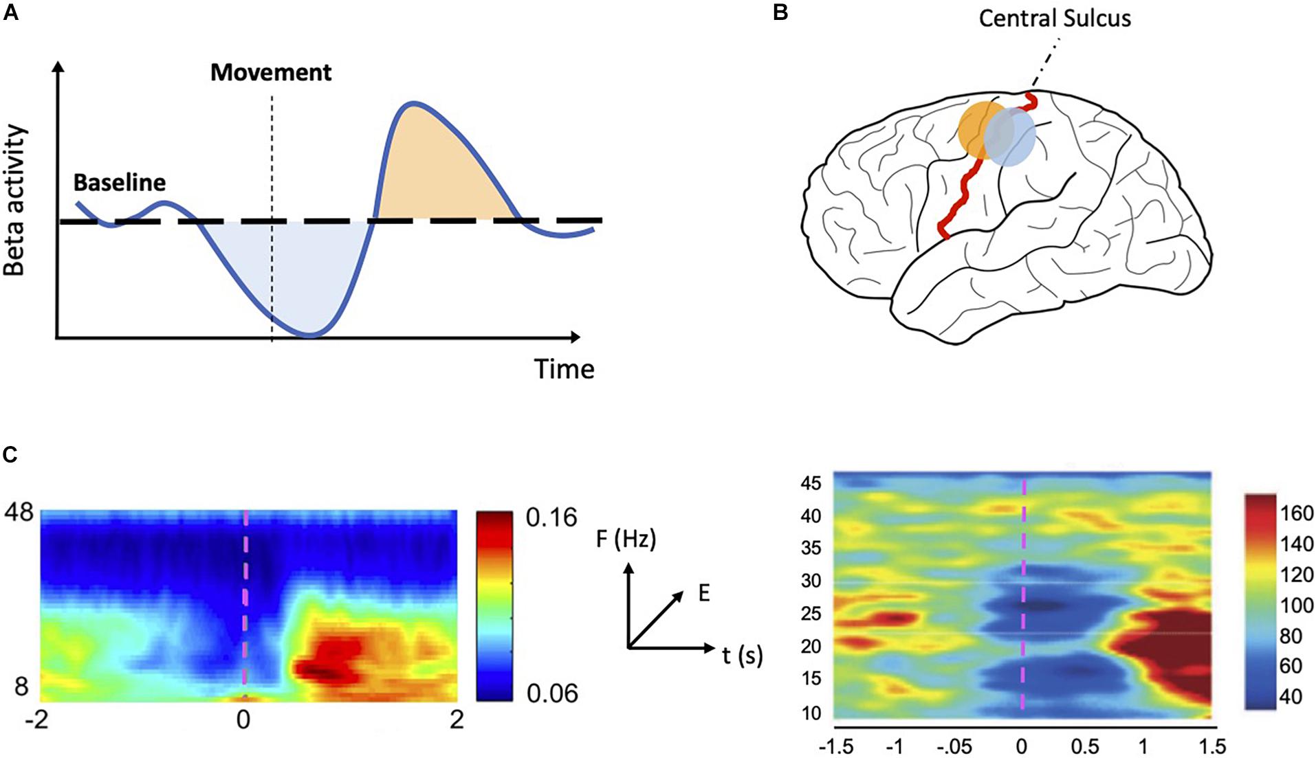 Frontiers  Beta oscillations in vision: a (preconscious) neural