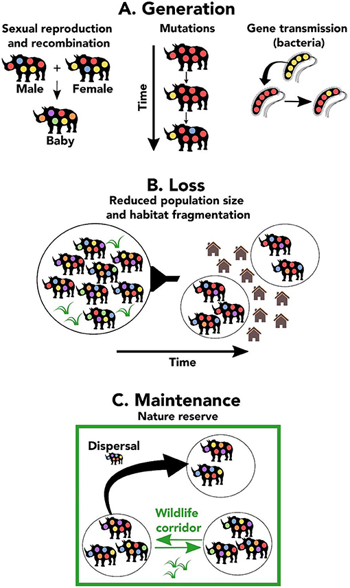 Population Genetics Definition