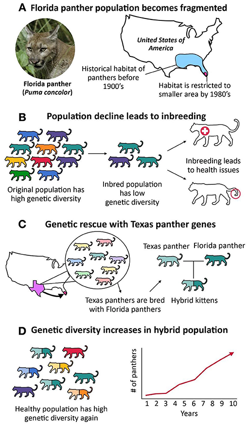 population genetics definition