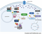 Frontiers | Amino Acid Trafficking and Skeletal Muscle Protein ...