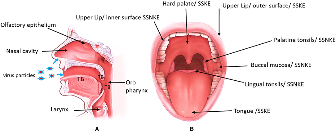 Frontiers Oral Mucosa Saliva And Covid 19 Infection In Oral Health Care Medicine