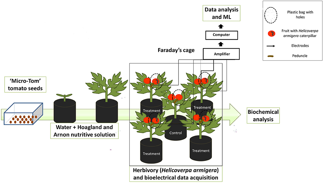 Frontiers | Fruit Herbivory Alters Plant Electrome: Evidence for Fruit-Shoot Electrical in Tomato Plants