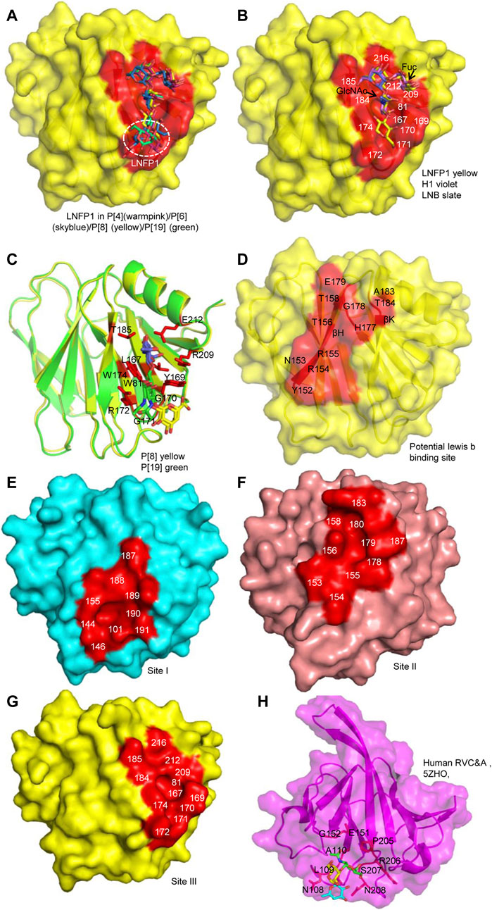 Frontiers  Structural Basis of Glycan Recognition of Rotavirus