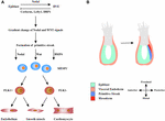 Frontiers | Differentiation And Application Of Human Pluripotent Stem ...