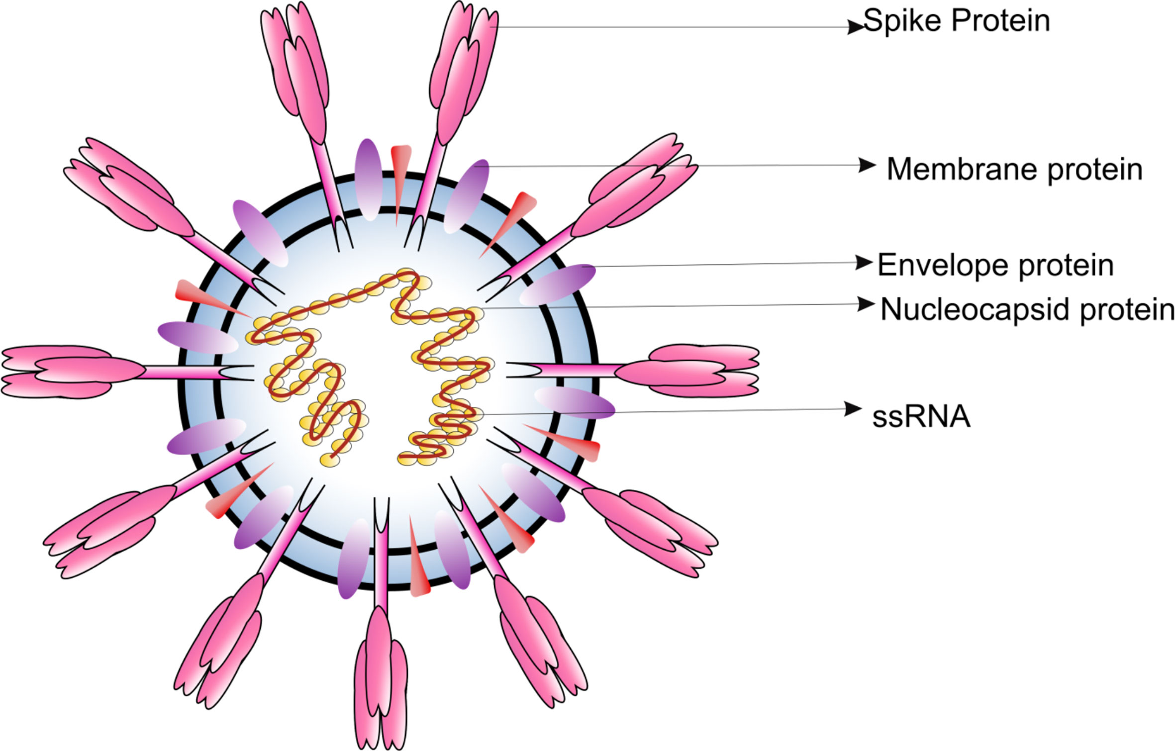 In silico prediction of immune-escaping hot spots for future COVID