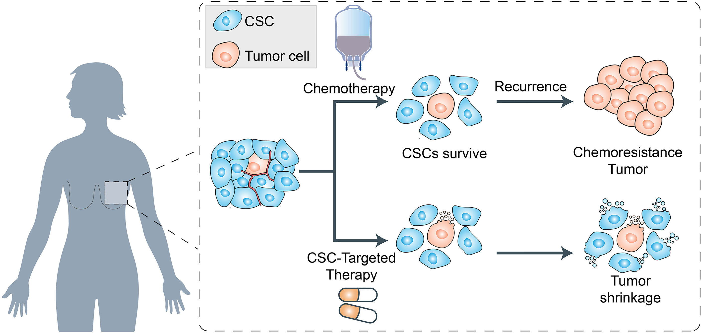 Frontiers Chemoresistance And Metastasis In Breast Cancer Molecular Mechanisms And Novel