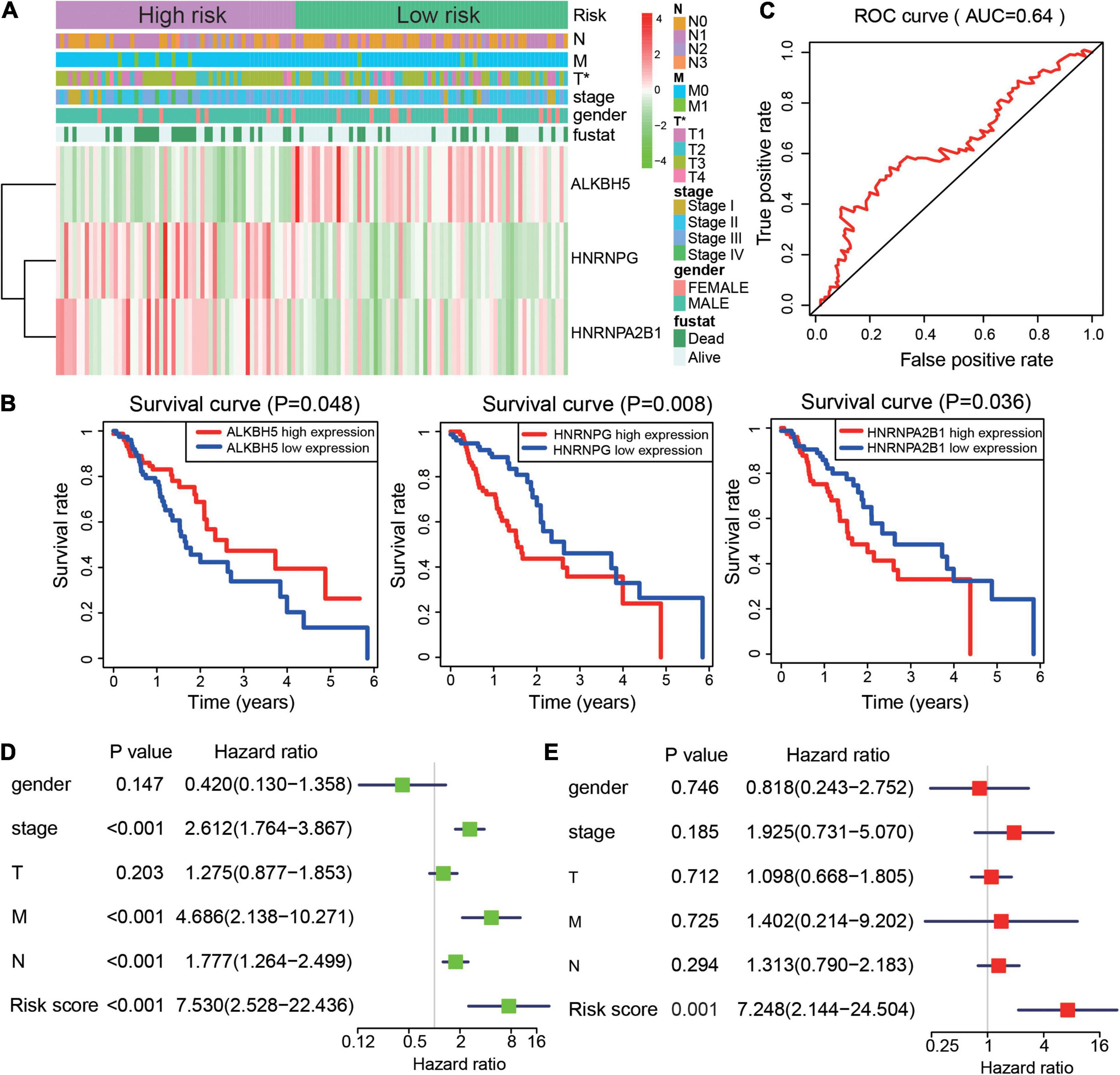 Frontiers | HNRNPA2B1 Affects the Prognosis of Esophageal Cancer by ...