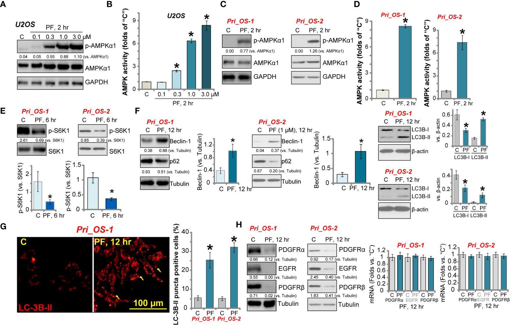 Frontiers | PF-06409577 Activates AMPK Signaling and Inhibits 