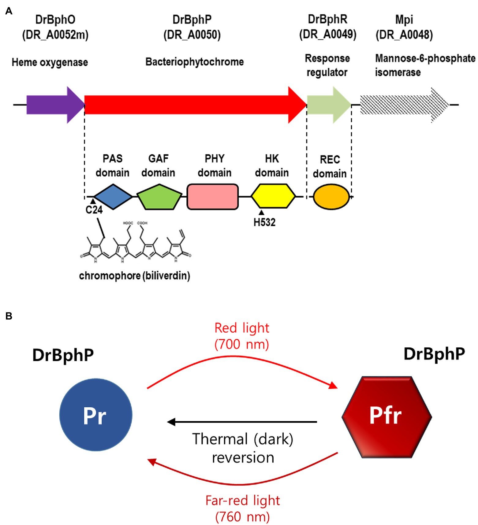 Metabolic engineering of Deinococcus radiodurans for pinene