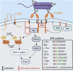 Frontiers | Examining the Underappreciated Role of S-Acylated Proteins ...