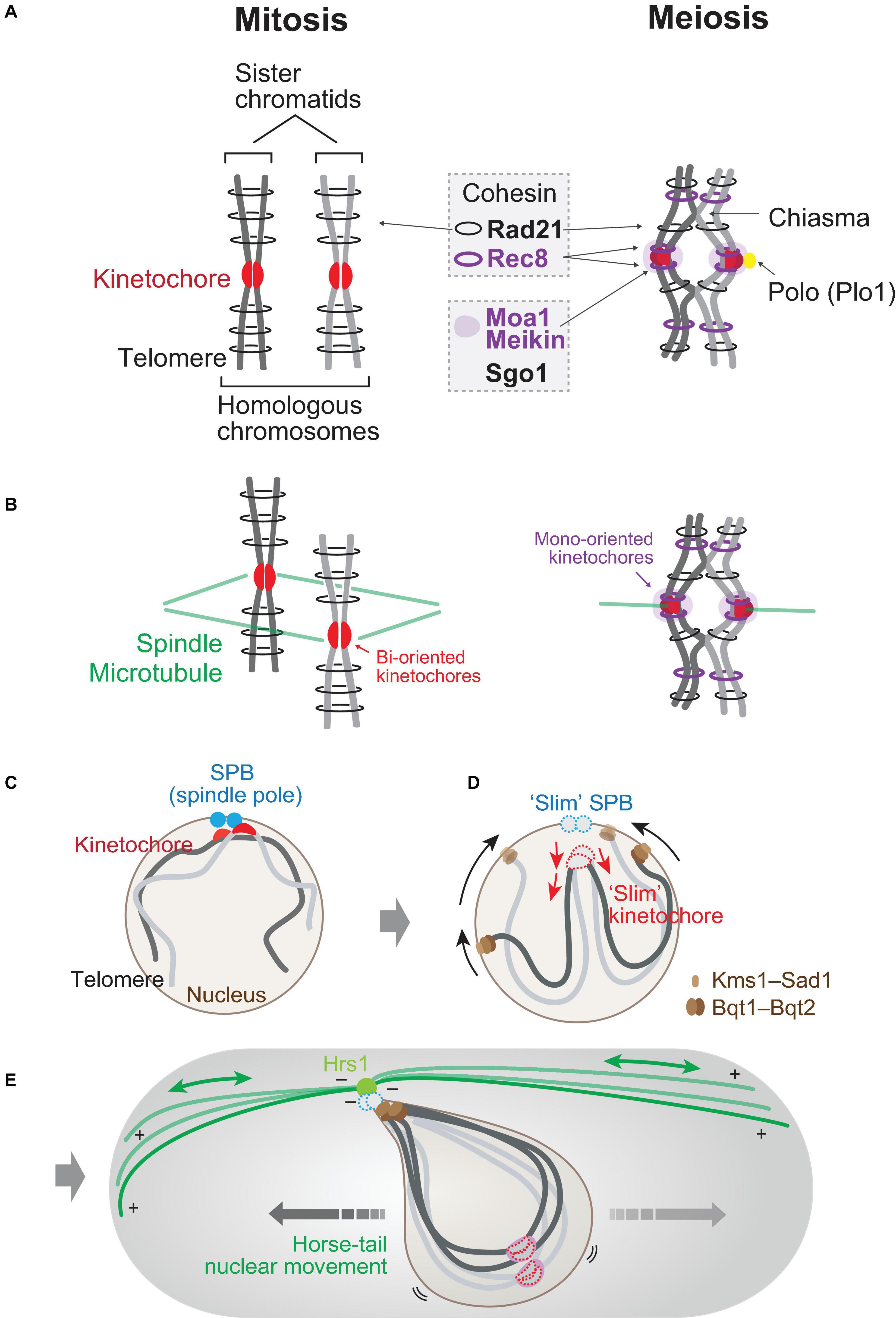 homologous chromosomes mitosis vs meiosis